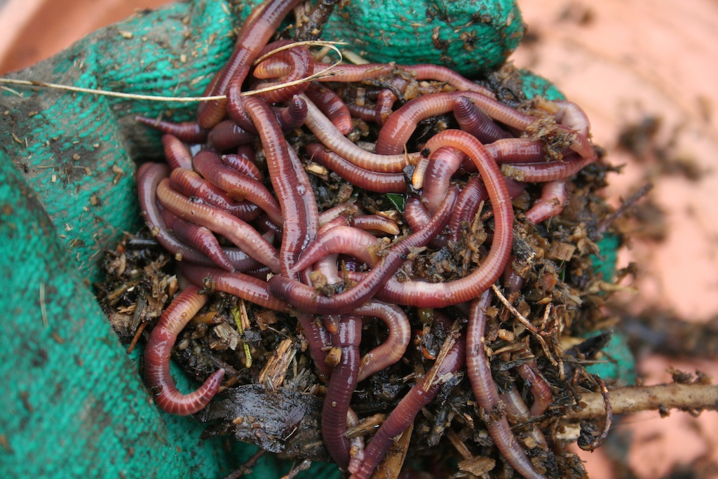 Worms help the soil